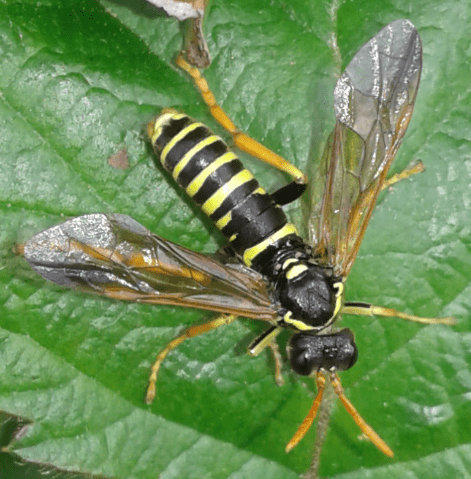 Tenthredinidae : Tenthredo scrophulariae?